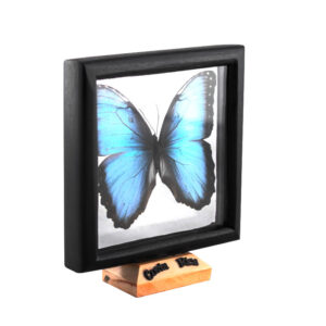Marco de mariposa morpho